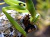 mantis-religiosa