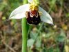 ophrys-apifera