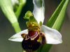 ophrys-apifera