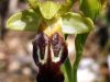 ophrys-x