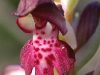 orchis-fragrans