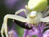 thomisidae
