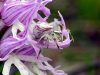 thomisidae