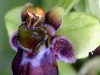 ophrys-bombyliflora